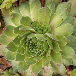 Sempervivum - Dachwurz - Hauswurz